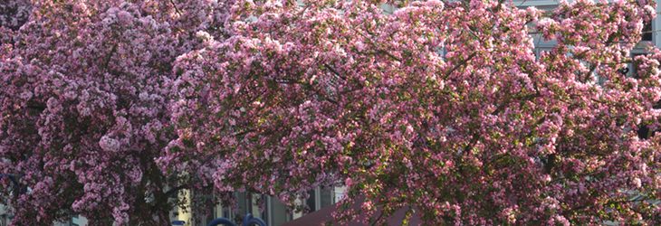 Kirschen auf dem Marktplatz