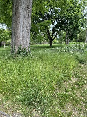 Hohes Gras im Seepark