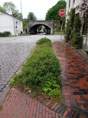 Neue Stra&szlig;enbepflanzung Mahlstedt Stra&szlig;e