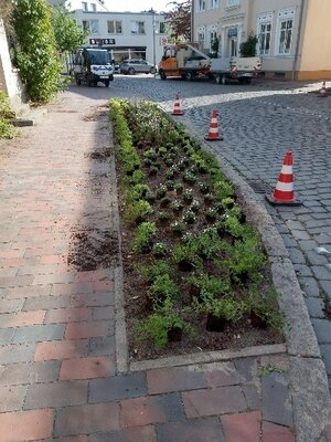 Blumenbeet